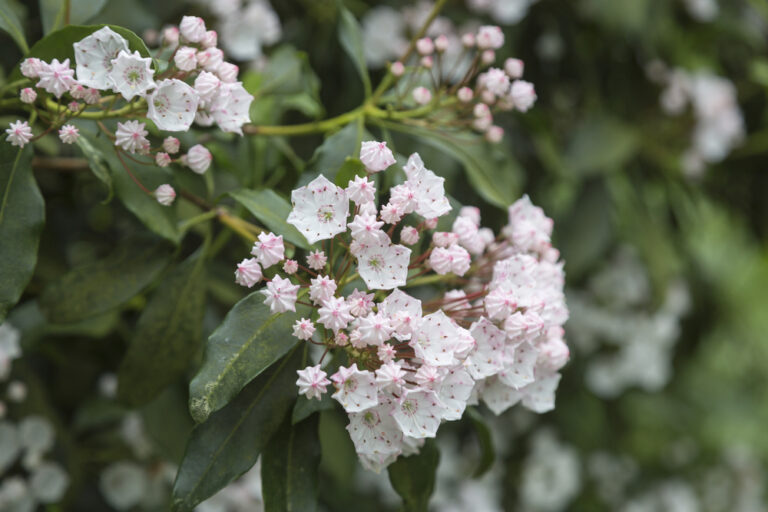 カルミアの育て方｜挿し木や剪定の時期・方法、葉が茶色になったら？ | HORTI by GreenSnap