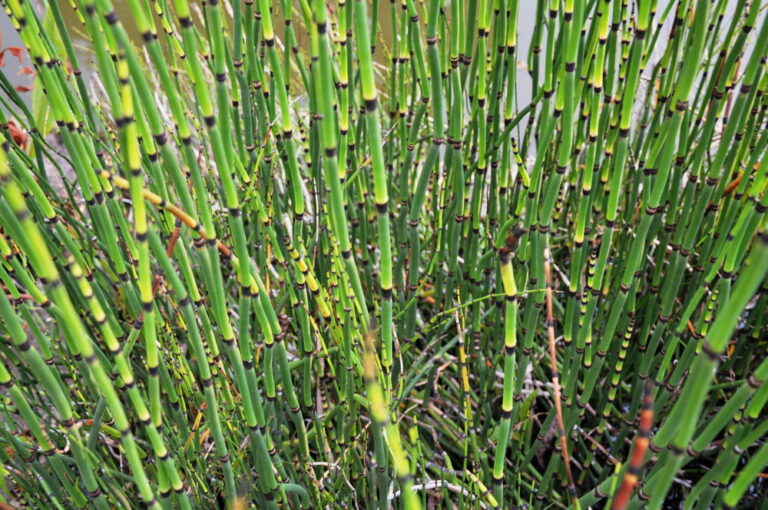 トクサ(木賊/砥草)の育て方と花言葉!増やし方などの栽培方法は? | HORTI by GreenSnap