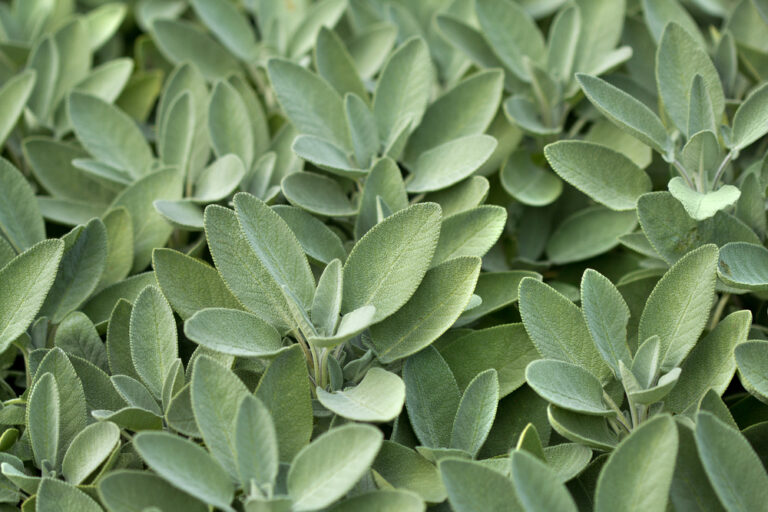 セージの育て方|種まきや苗の栽培の仕方、挿し木や剪定の方法は? | HORTI by GreenSnap