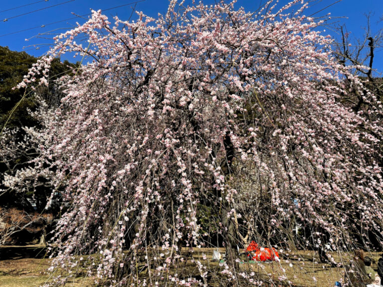 しだれ梅(枝垂れ梅)の育て方|花言葉は?植え替えは必要? | HORTI by GreenSnap